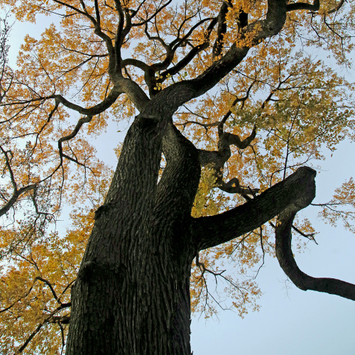Autumn Elm