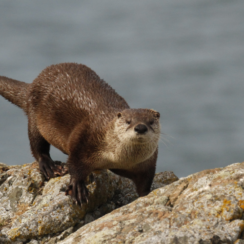 Exploring Otter