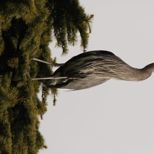 Treetop Heron