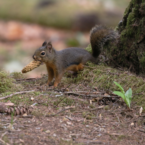 Douglas Squirrel