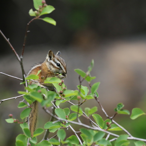 Chipmunk