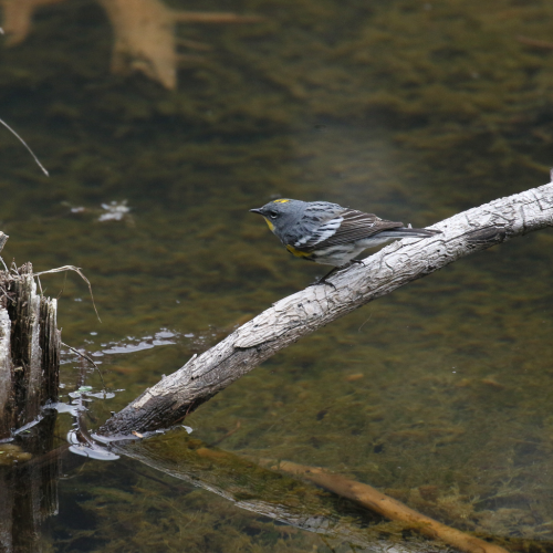 Yellow-rumped Warbler