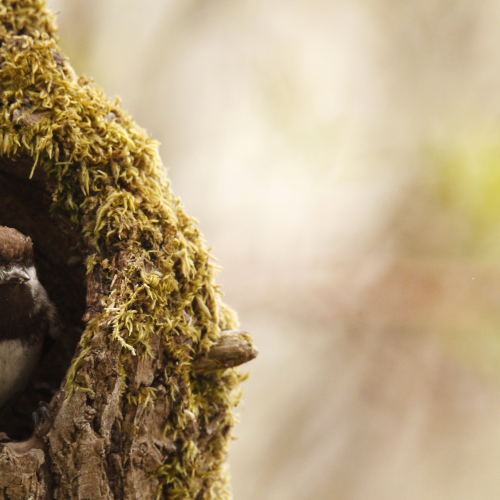 Peekaboo Chickadee