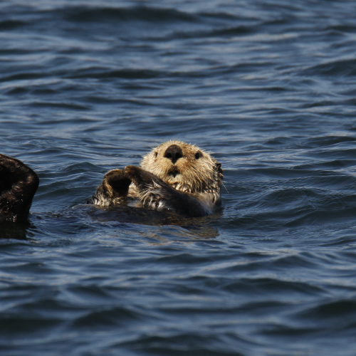 Relaxing Otter