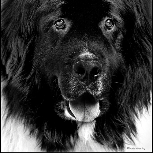 Newfoundland Dog