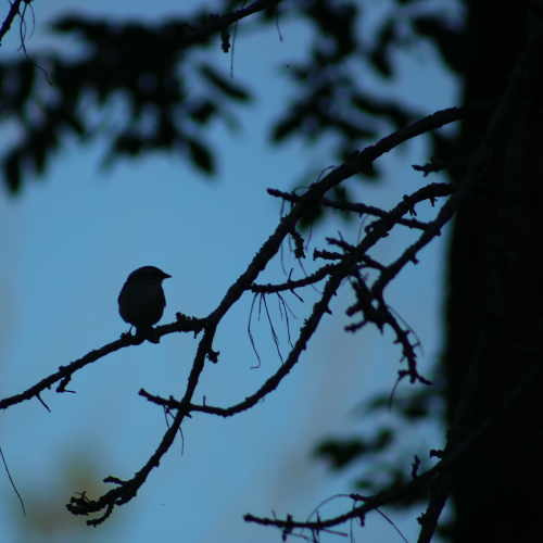 Evening