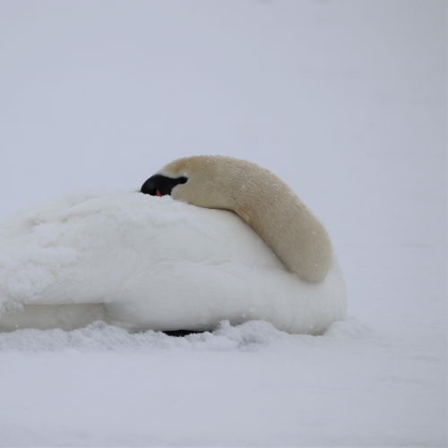 Snowy Day