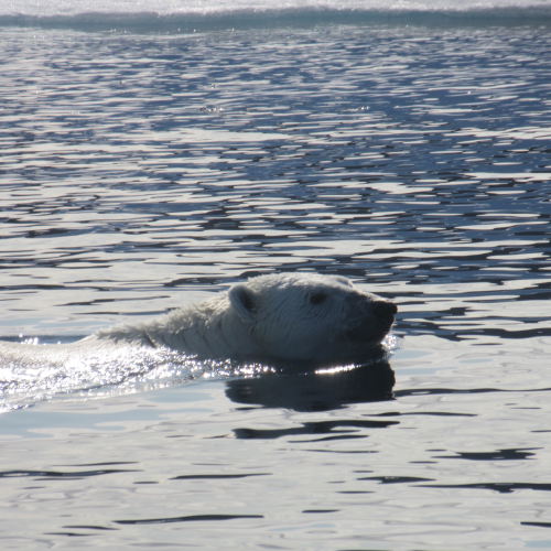 Out for a Swim