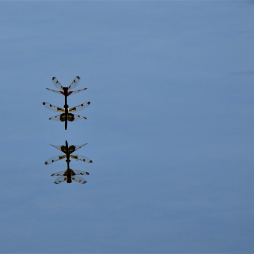 Dancing Damselflies 