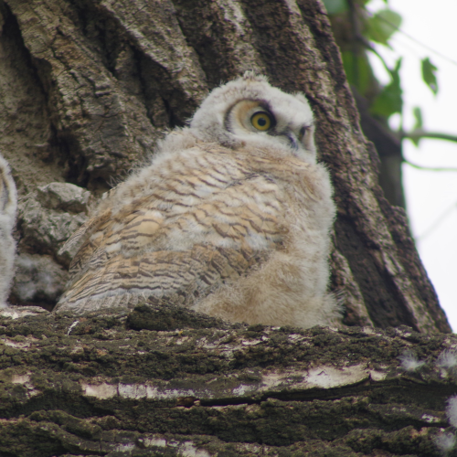 Owl chicks