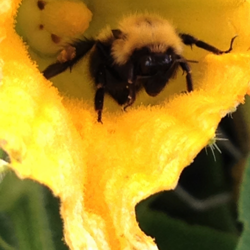 Bee in Blossom