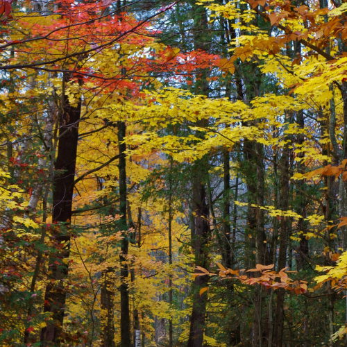 Northern Ontario Woods