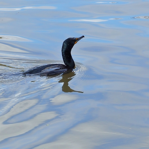 Double-crested Cormorant