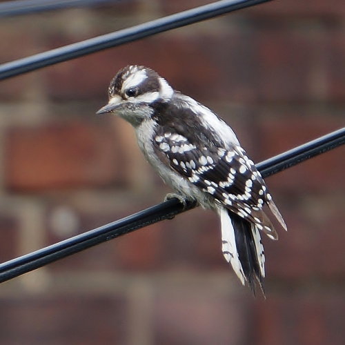 Bird on a wire