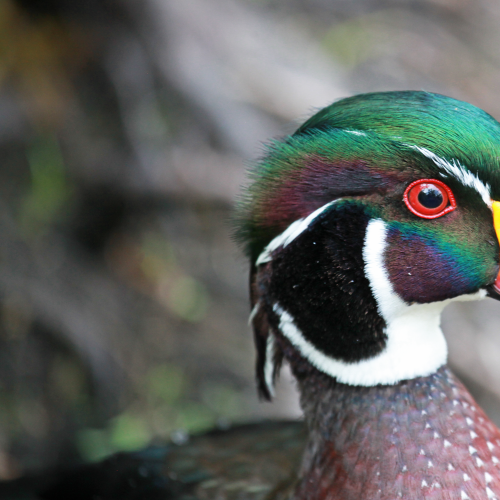 Wood Duck 