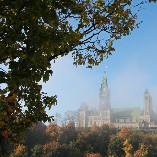 Foggy Morning in the Park