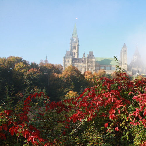 Foggy Morning in the Park