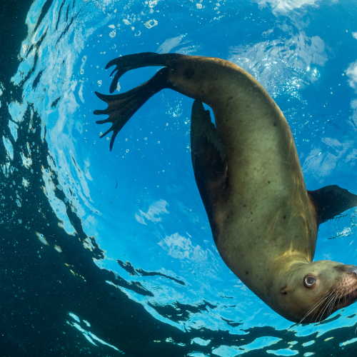 Sea Lion with Whiskers Looking Down