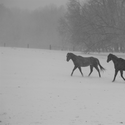 Playing in the Snow