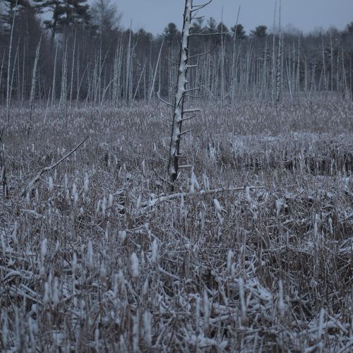 Barren Tree