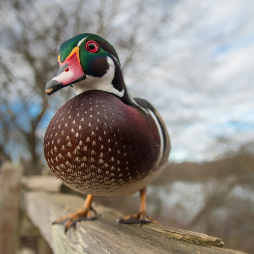 Wood Duck Closeup