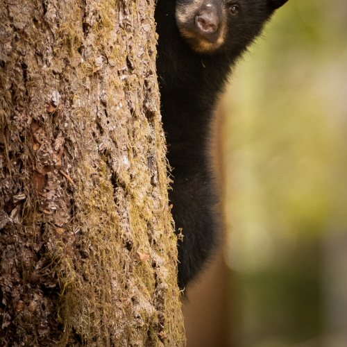 Peekaboo Bear