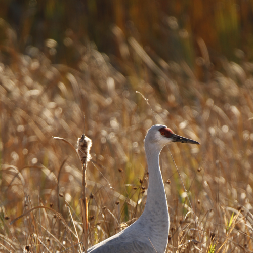 Crane in the Reeds