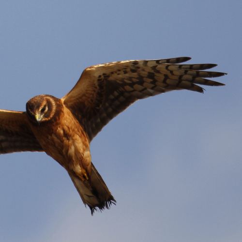 Harrier Flyby