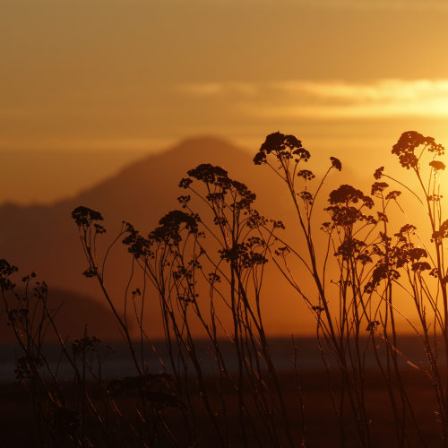 Boundary Bay Sunrise