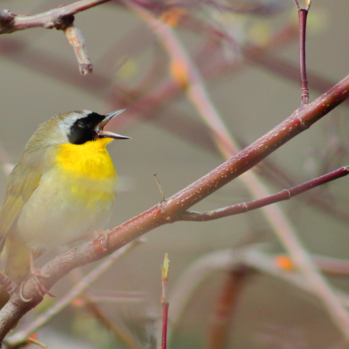 Yawning Yellowthroat