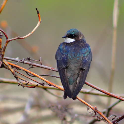 Tree Swallow