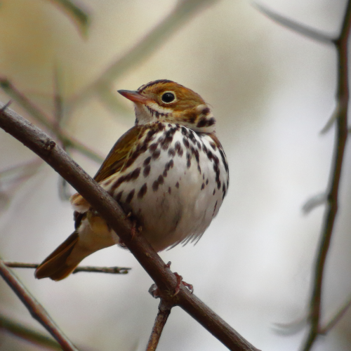 Ovenbird