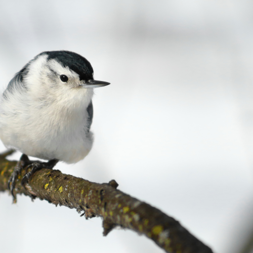 White-breasted nuthatch