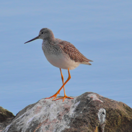 Greater Yellowlegs