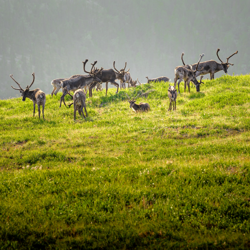 Spotting the Forty Mile Herd