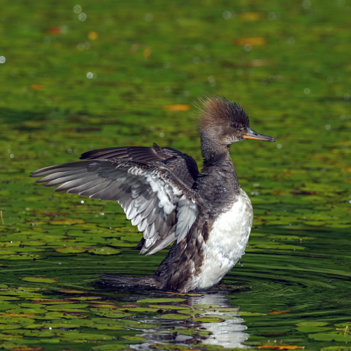 Stretch wings