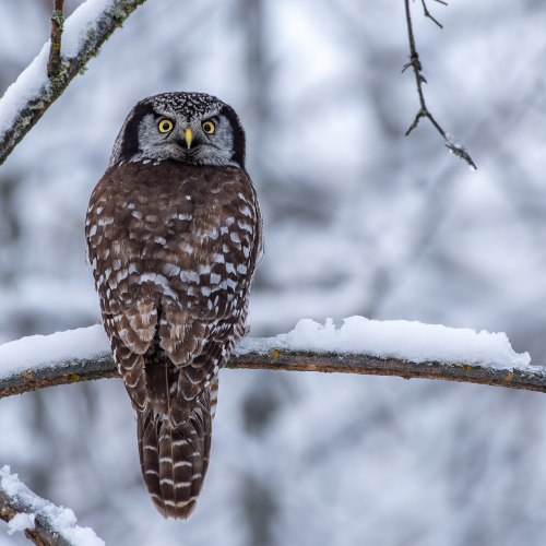 Amazing Owl