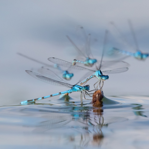 Damsleflies jockeying for a perch