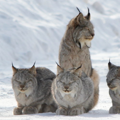 Lynx family