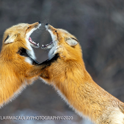 Mirror image big mouth!! 