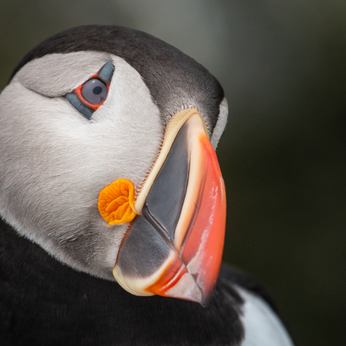 Portrait of a puffin