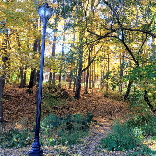 The Secret Path