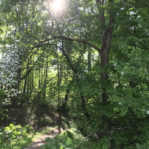 The Secret Path