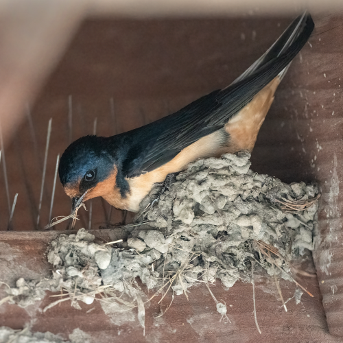Barn Swallow Building A Nest