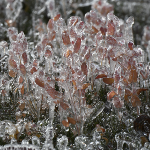 Frozen