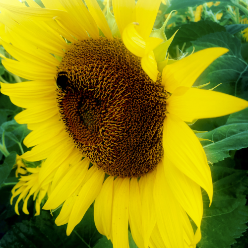 The Bee’s Knees
