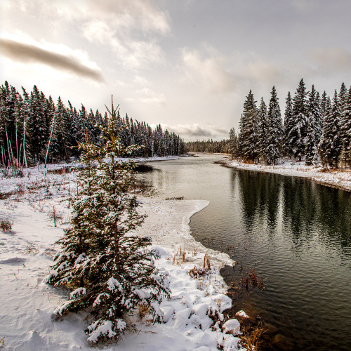 Fresh Snow