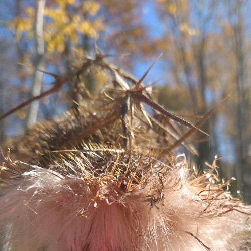 Thistle