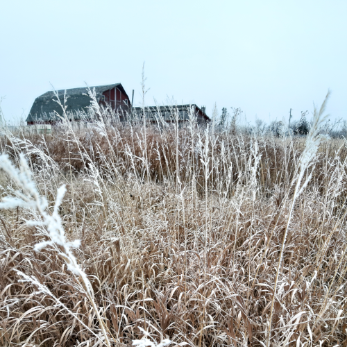 Frosty Winter