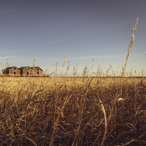 Fields of Gold